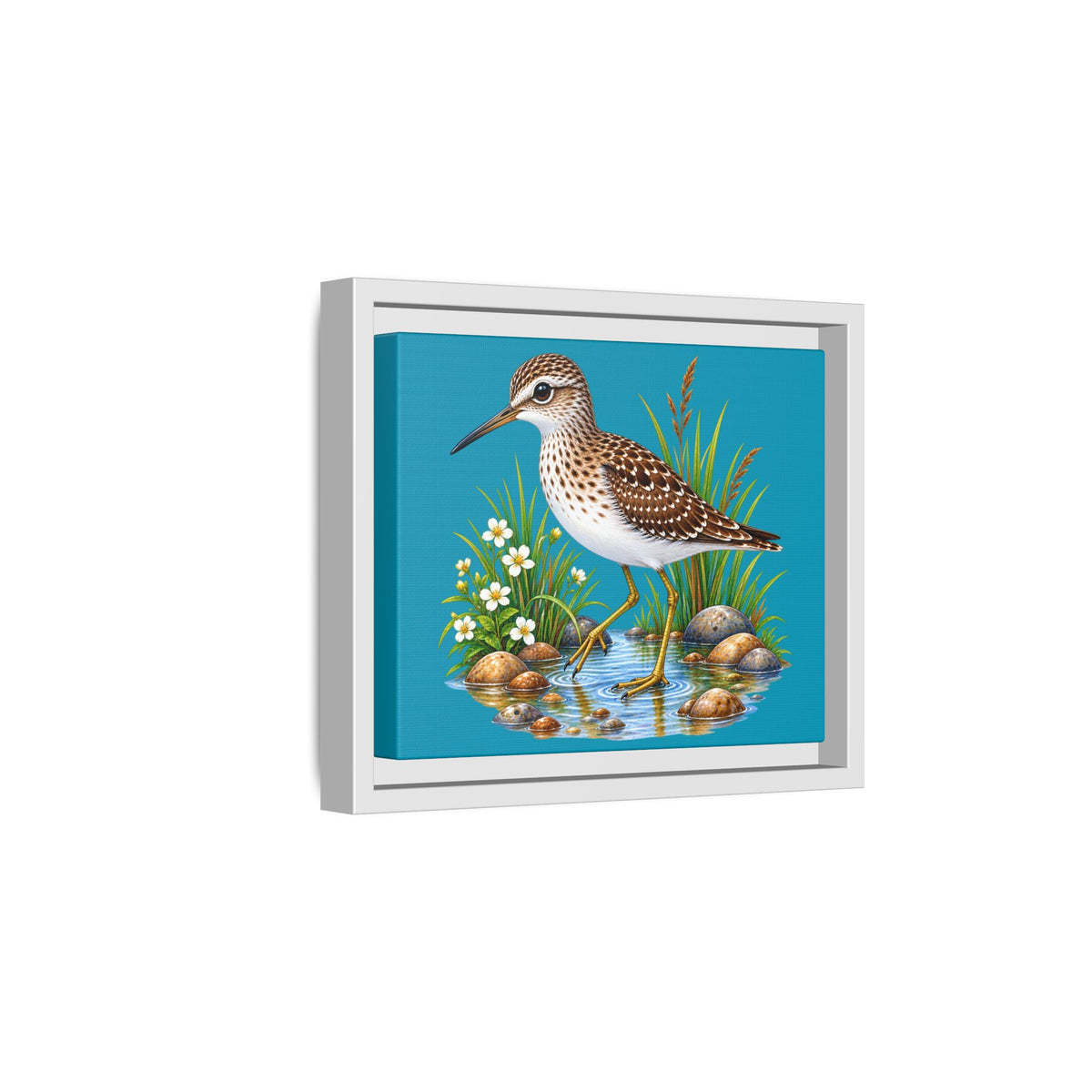 Framed Shorebird Canvas Art — Sandpiper Illustration on Teal Matte