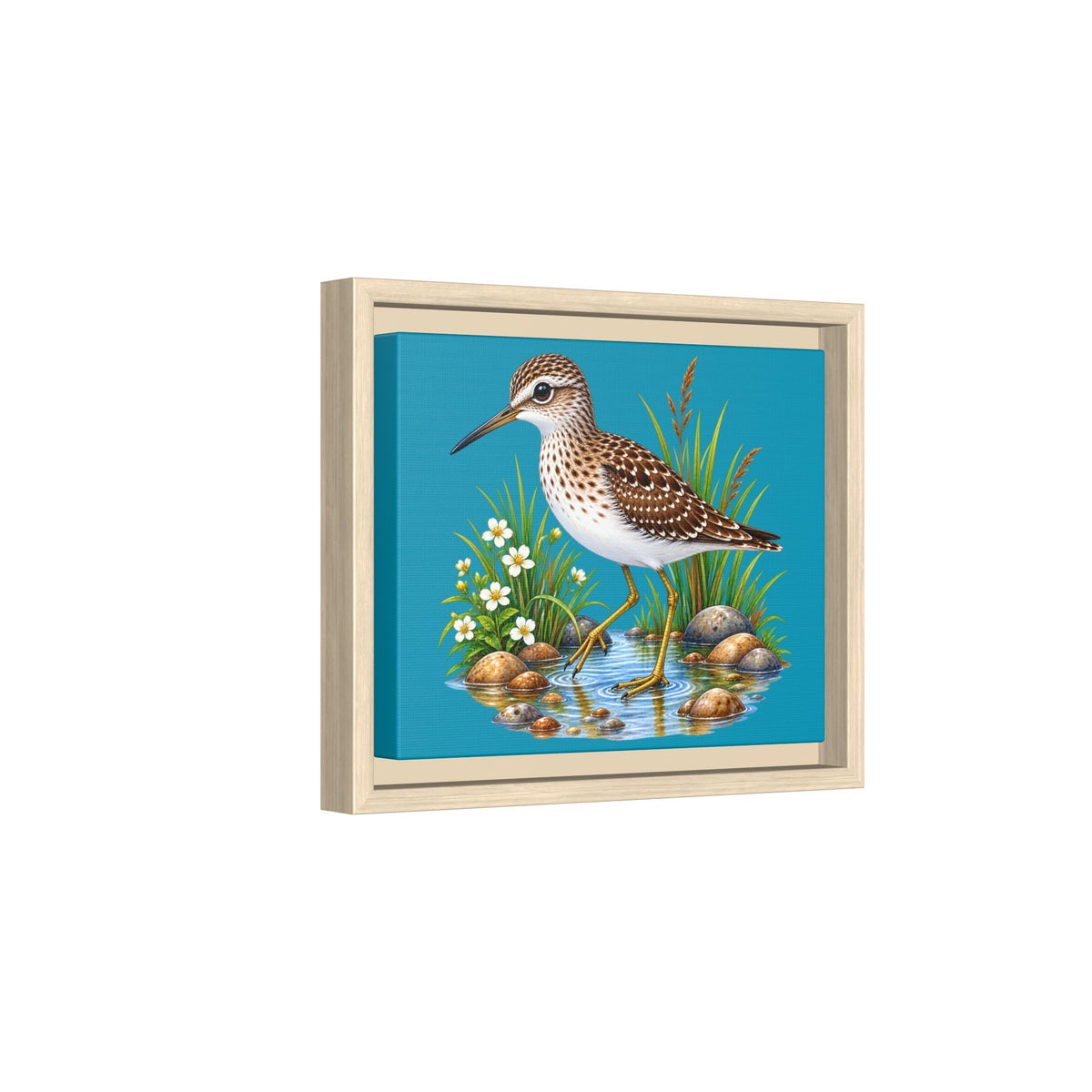 Framed Shorebird Canvas Art — Sandpiper Illustration on Teal Matte