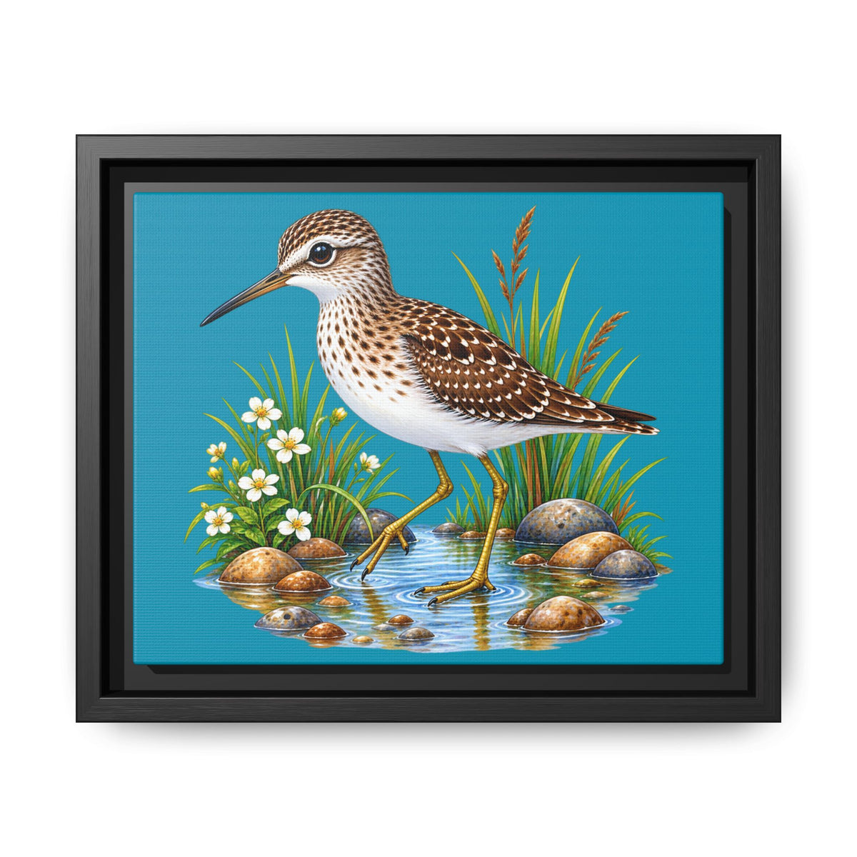 Framed Shorebird Canvas Art — Sandpiper Illustration on Teal Matte